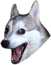 badpundog