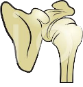 joint